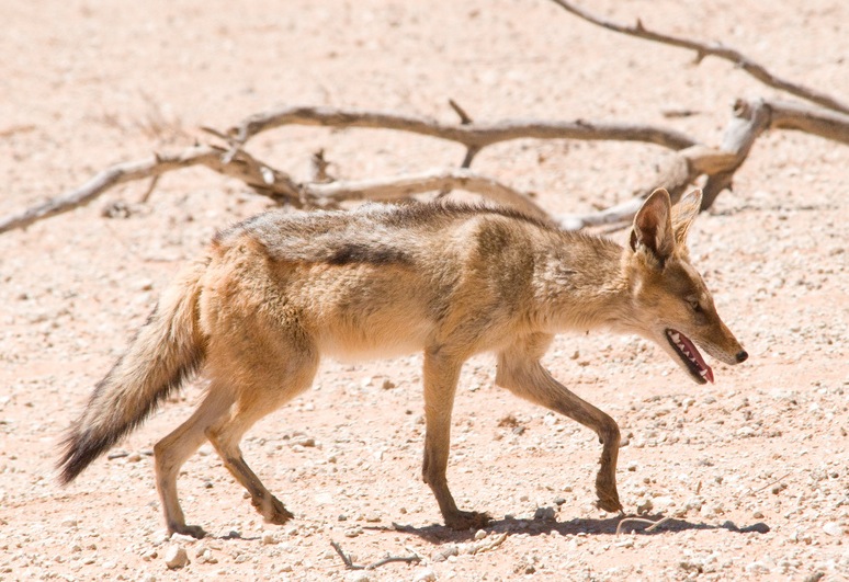 The Jackal Myth - The Jackal Superhero Fanon Wiki Fandom / The podcast