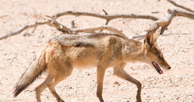 Mythology and Folklore UN-Textbook: Africa: Adventures of Jackal's