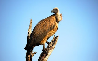 गिद्ध के बारे में जानकारी▷ some facts about vulture in hindi गिद्ध के बारे में जानकारी▷ some facts about vulture in hindi