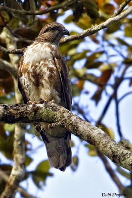 Baza malgache Aviceda madagascariensis