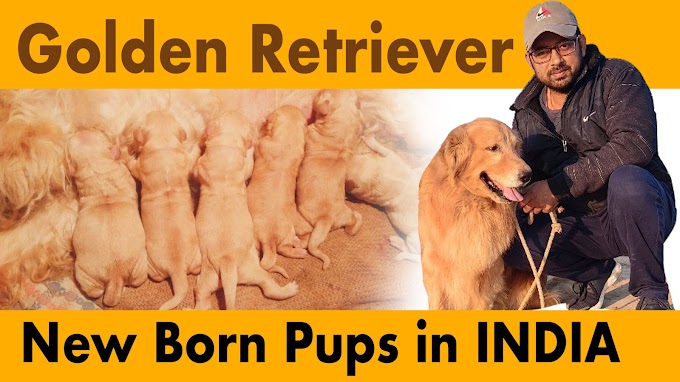 Golden Retriever puppies in India