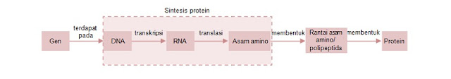 Jelaskan Tentang Sintesis Protein SEO KILAT