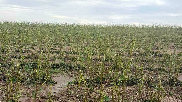 Σε απόγνωση οι αγρότες του Τριγώνου Έβρου μετά τις ζημιές στις καλλιέργειες από την πρόσφατη χαλαζόπτωση