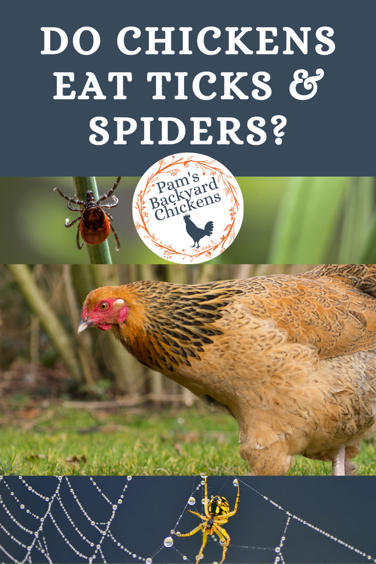 Pam's Backyard Chickens: Do Chickens Eat Ticks and Spiders?