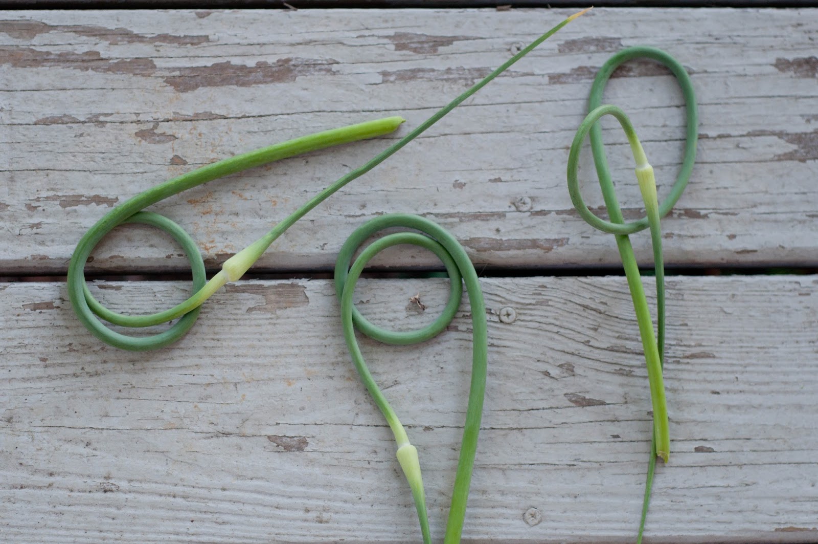 Robson's Farm June Vegetable Shoot