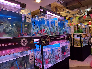 Keseruan Melihat Beragam Koleksi Ikan Louhan di Lomba Liga Indonesia 1 di Tangcity Mall Tangerang - Kaum Rebahan ID
