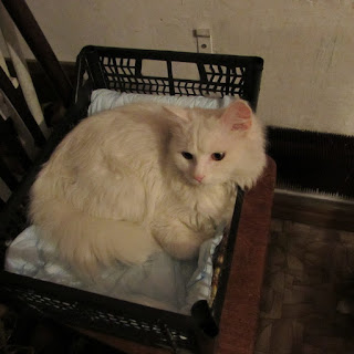 Блог Кота Васьки В кроватке