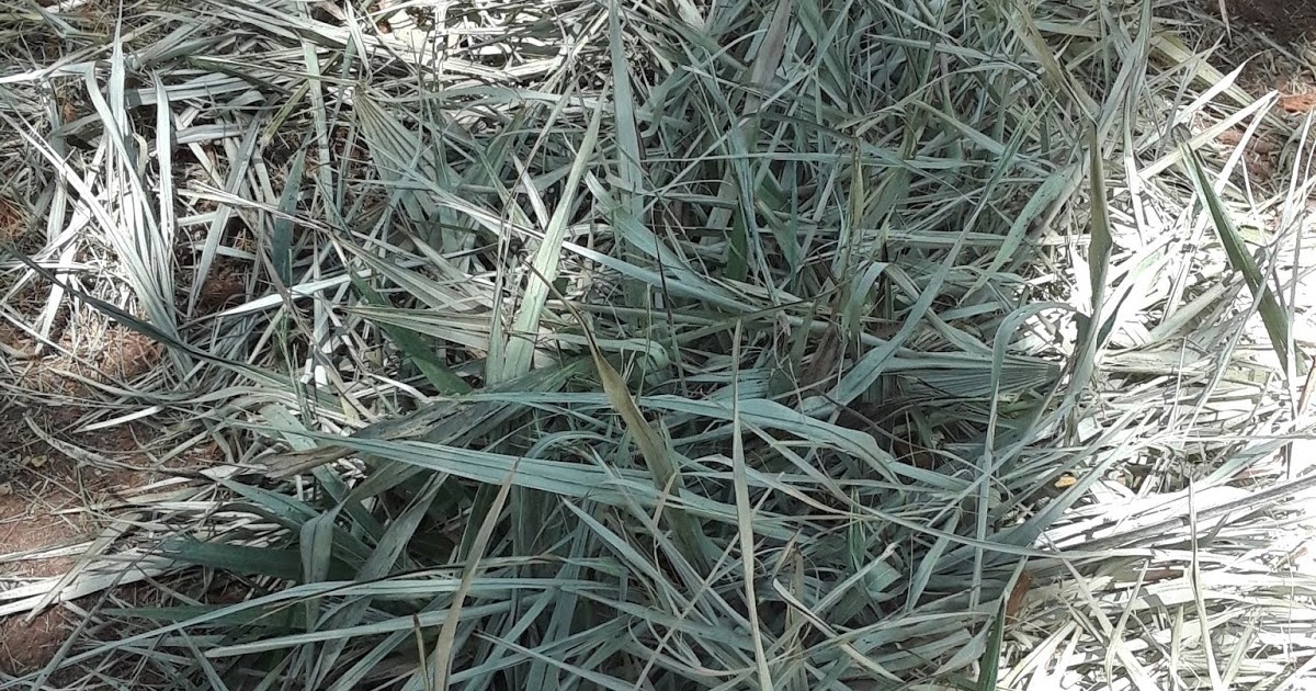 How To Compost Palmetto Palms