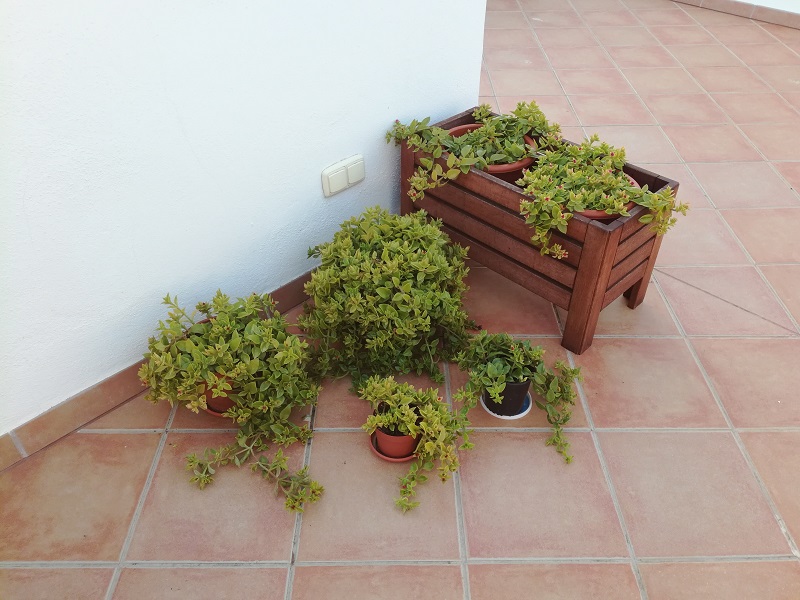 Foto: Le mie piante di Aptenia cordifolia