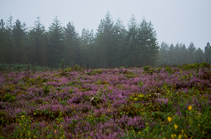 Haldon Forest, Exploring Devon, Forestry England