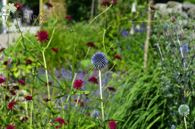 Lyckad planteringskombo Trädgårdsdesign