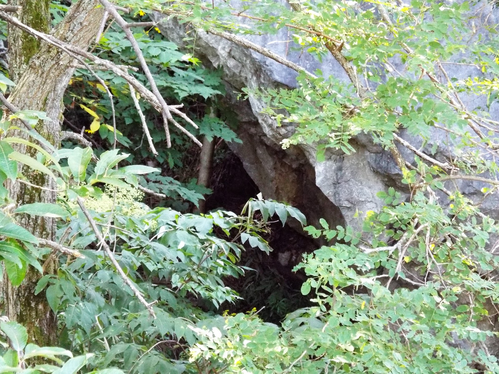 761 旭川 道内最大級のカタクリ群生地 突硝山 撮って置きの日々