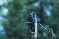Grey jay juvenile – Algonquin Provincial Park, ON – photo by Dan Strickland