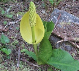Salish Sea News and Weather: 6/16 Skunk cabbage, BC salmon, BC old