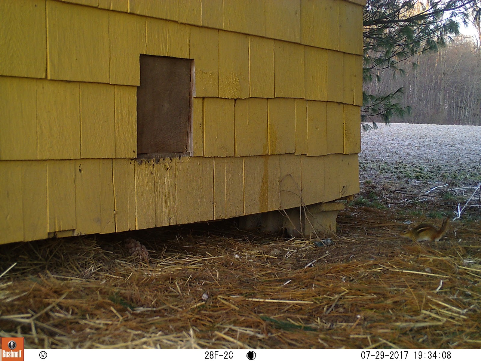 the common milkweed Life near a Chicken Coop and Why you Never EVER