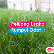 Analisis Peluang Usaha Budidaya Rumput Gajah Odot Setahun Bisa Panen 6 Kali