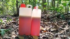 Madu hutan belantara