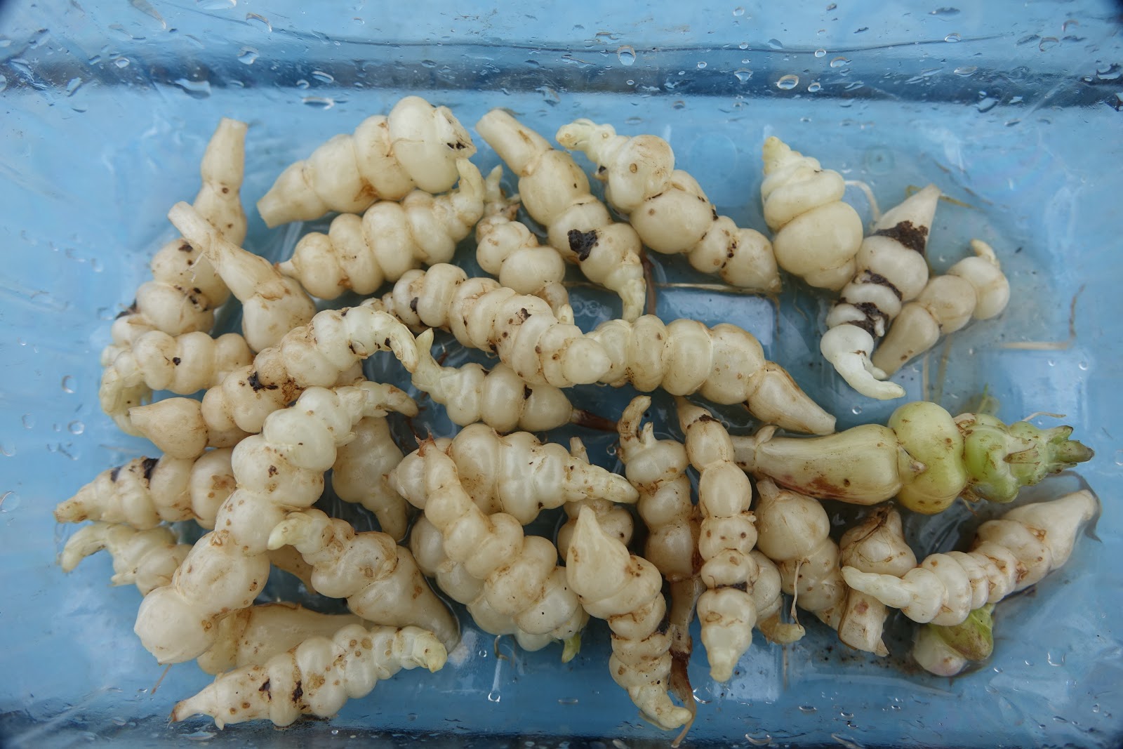 My Wildlife Allotment: Oca and Chinese artichoke: Two interesting root