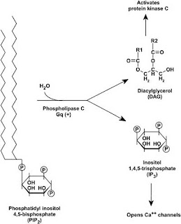 phosphoinositide cascade