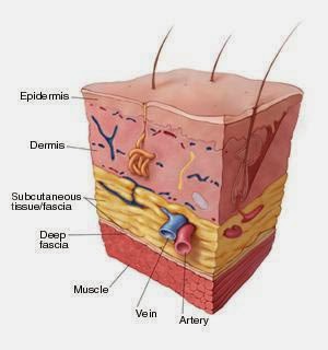 skin anatomy