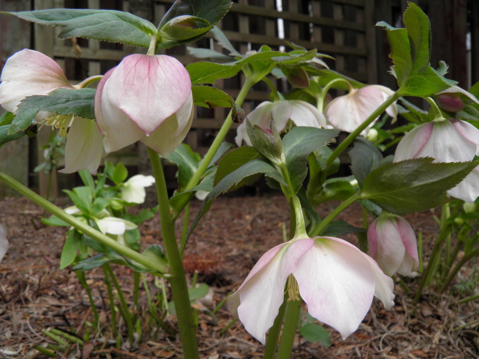 Why are they called Lenten Roses?