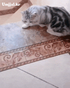 umjjal_kr_109.gif