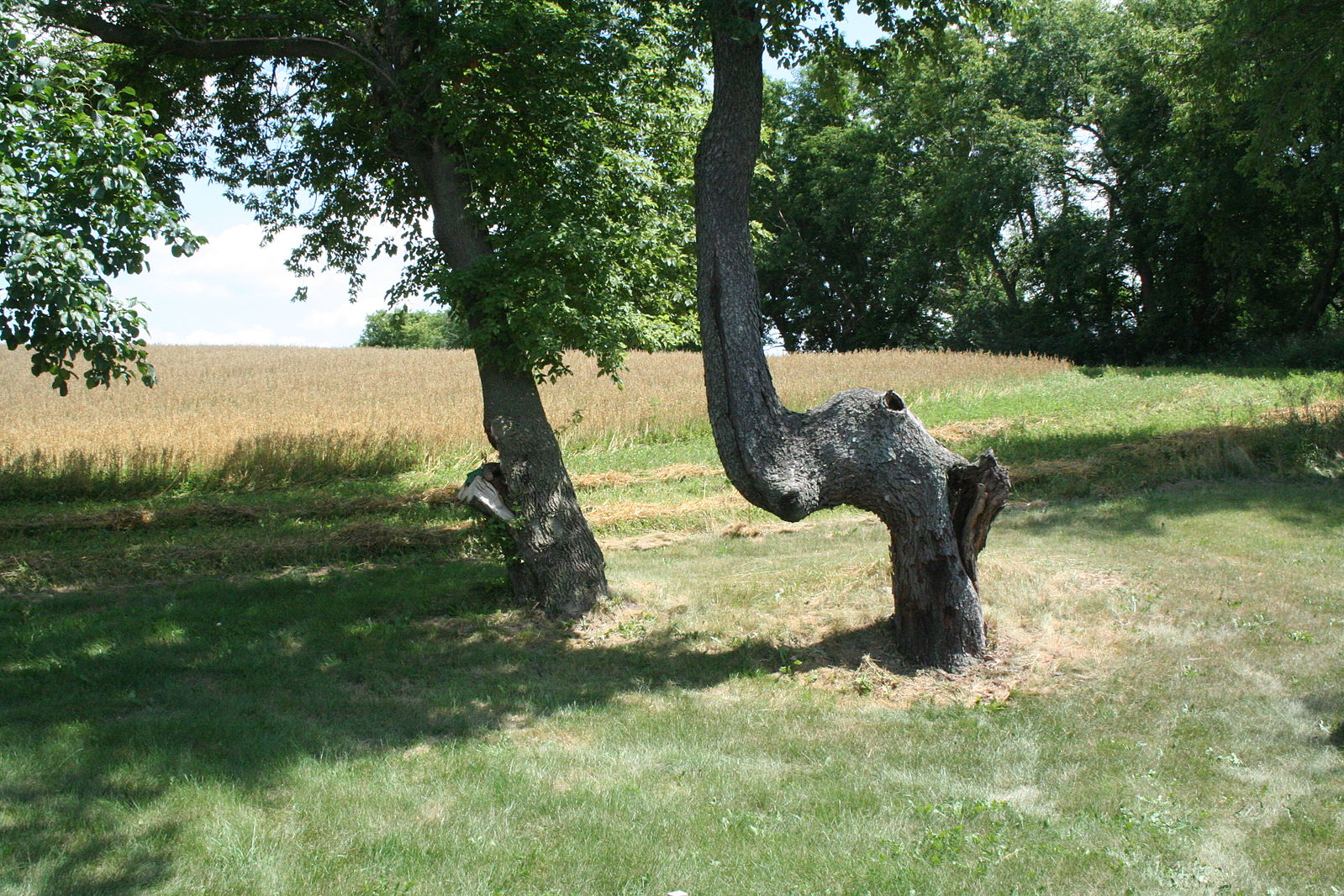 Two Men and a Little Farm LEANING APPLE TREE