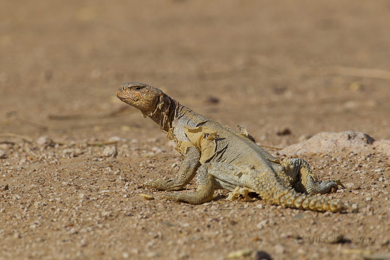 Kuwait Lizard Kuwait Birding: More of the same, almost!