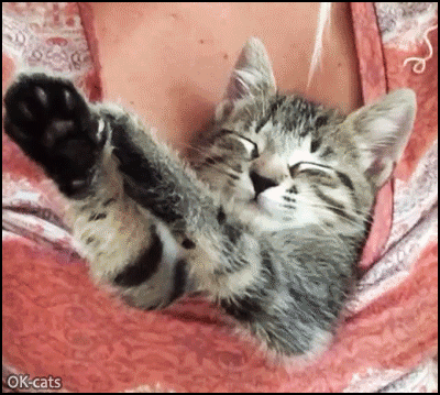 Cute Kitten GIF • Smart kitty found a warm and comfy spot on girl's boobs for a little nap Cute Kitten GIF • Smart kitty found a warm and comfy spot on girl's boobs for a little nap