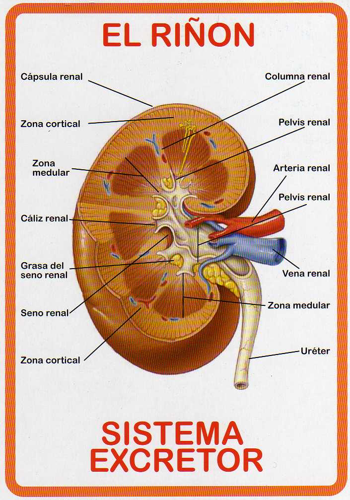 ATLAS DE ANATOMÍA HUMANA: SISTEMA EXCRETOR - EL RIÑÓN