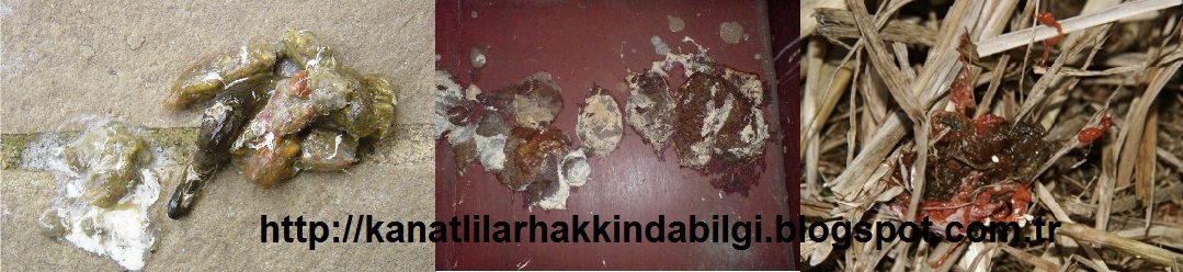 tavuklarda diski cesitleri sebepleri ve