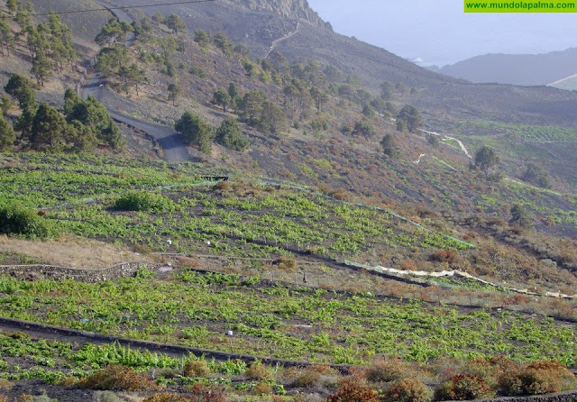 Canarias garantiza el abono completo del POSEI adicional de 2019