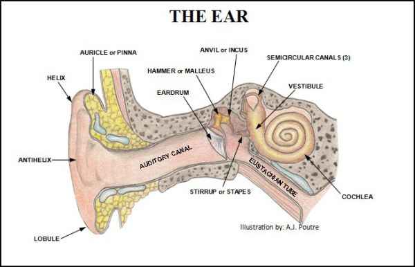 Human Ear Diagram With Label