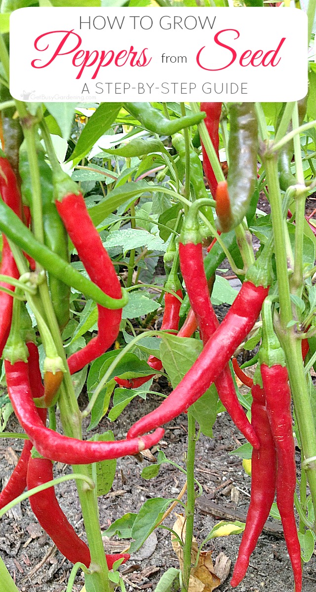 Advices On How To Grow Chili Peppers 101 Gardening