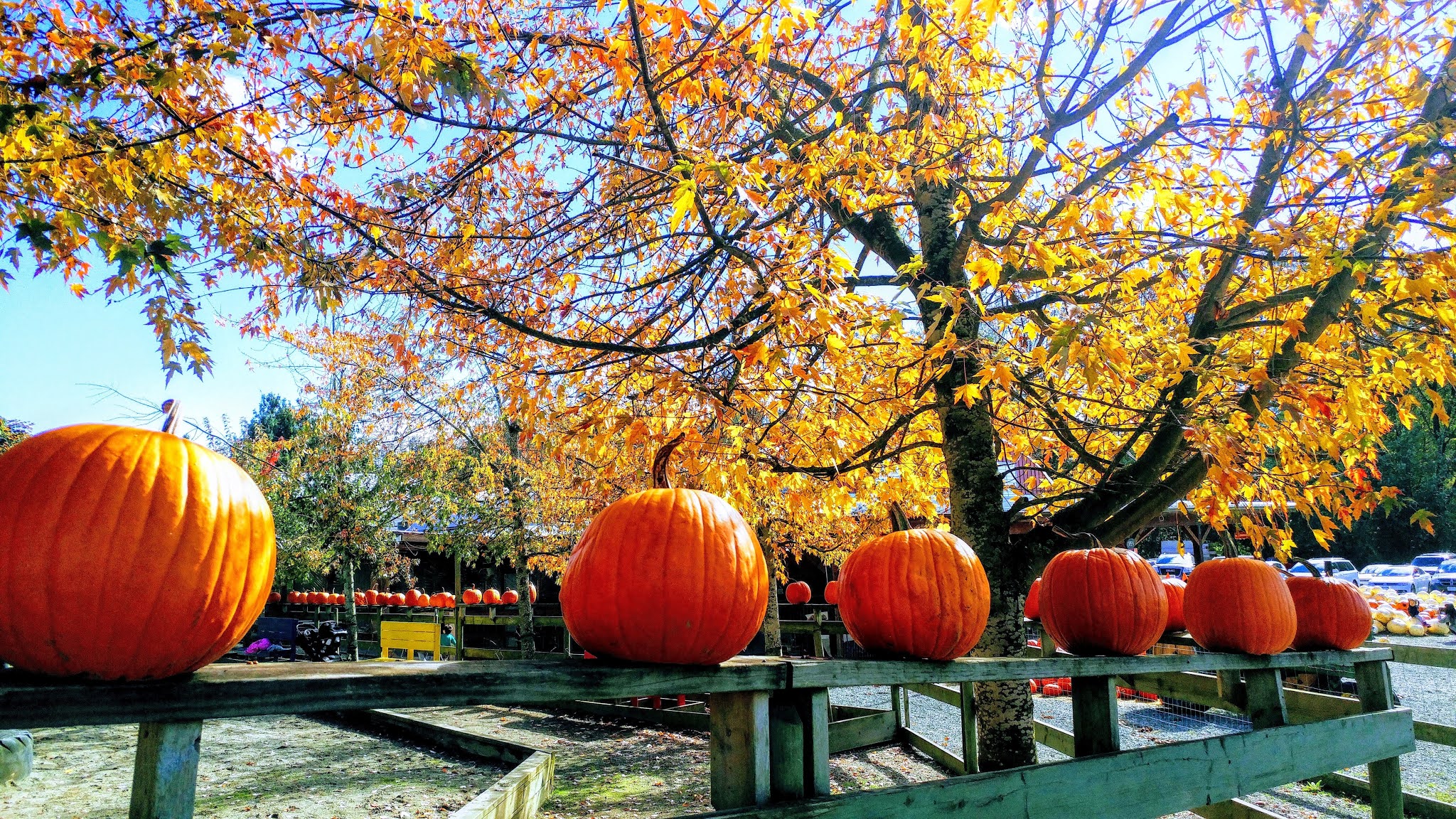 pumpkin patch farm field trip