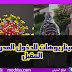 وزارة التربية الوطنية تضع ثلاث سيناريوهات للدخول المدرسي القبل وزارة التربية الوطنية تضع ثلاث سيناريوهات للدخول المدرسي القبل