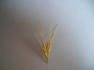 Άγανα, ο ύπουλος εχθρός του καλοκαιριού