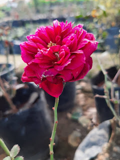 rose image