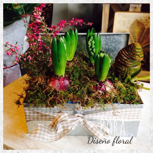 bulbos de jacinto bulbos jacinto para regalar