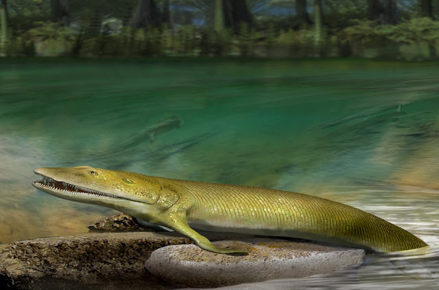 Ancient fish fossil reveals evolutionary origin of the human hand