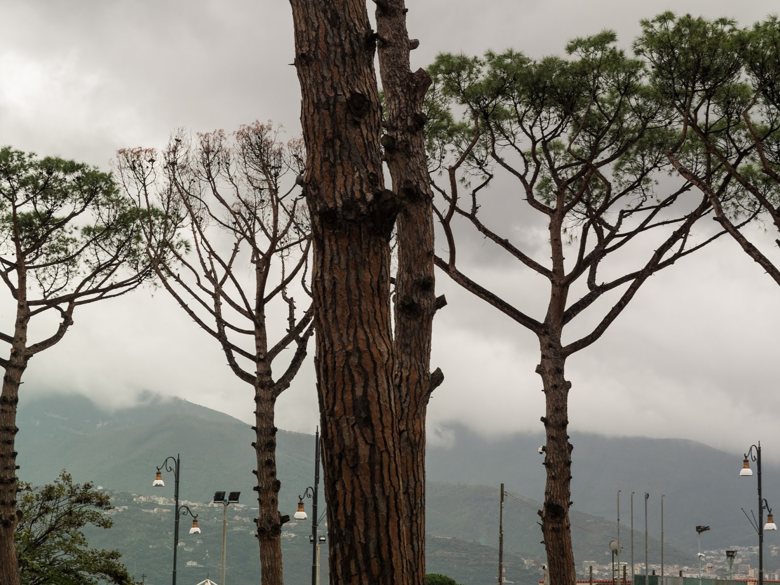 Tall fir trees at the Archaeological Park of Pompeii with Mount Vesuvius in the background.