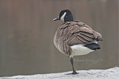 In this picture a Canadian goose is standing on one leg and the other one is tucked under his breast. This is  what Canadian geese do to keep their feet warm in cold temperatures. The photo-op was taken on a winter day in Central Park and the goose is standing on a rock. This bird type is featured in volume two of my book series, "Words In Our Beak." Info re these books is within another post on this blog @ https://www.thelastleafgardener.com/2018/10/one-sheet-book-series-info.html