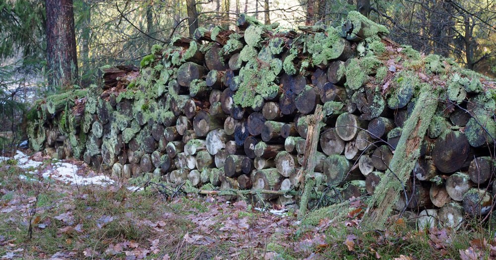 Im Garten Und Am Wegesrand Morsche Mauer