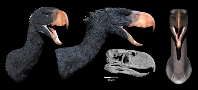 Реконструкция внешнего вида фороракоса Andalgalornis steulleti из позднего миоцена Аргентины. Иллюстрация © Chris Masna с сайта artstation.com