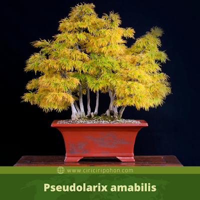 Pseudolarix amabilis