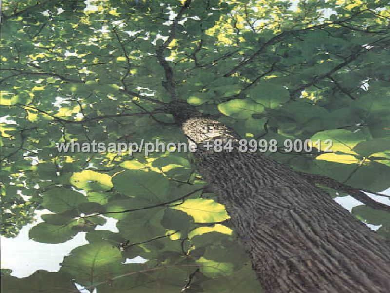 Teak Wood Meaning In Hindi Gold Wood