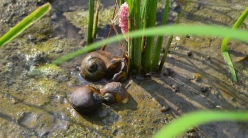 hama tumbuhan Azolla