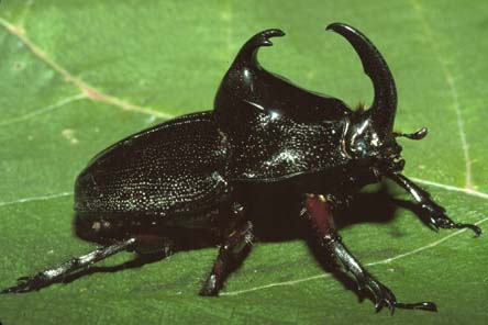 african rhinoceros beetle african rhinoceros beetle