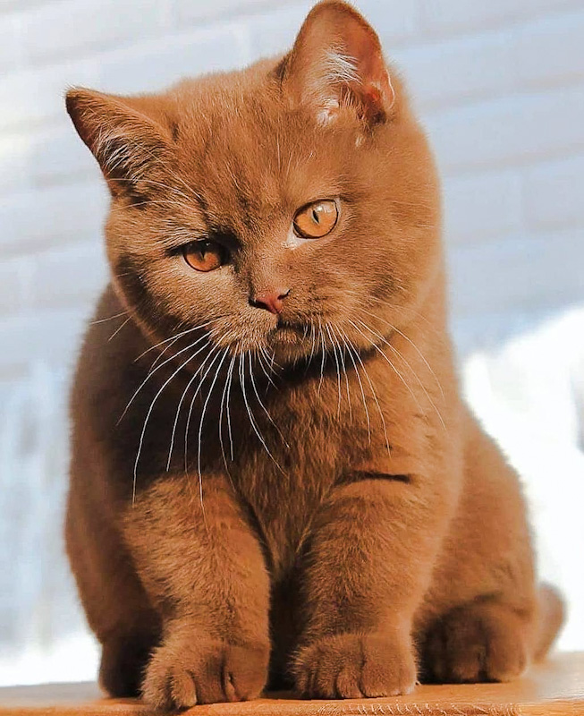 Cat Chit Chat: What colours do British Shorthair cats come in?