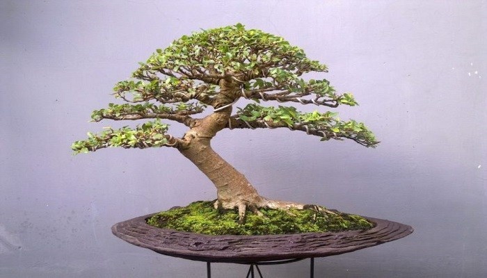 Ilustrasi visual inspirasi bonsai dari bentuk pohon tua keajaiban alam dalam miniatur: memahami bonsai dan filosofinya